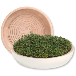 Kresseteller aus weißem TerracottaH 4 cm, ø 17 cm